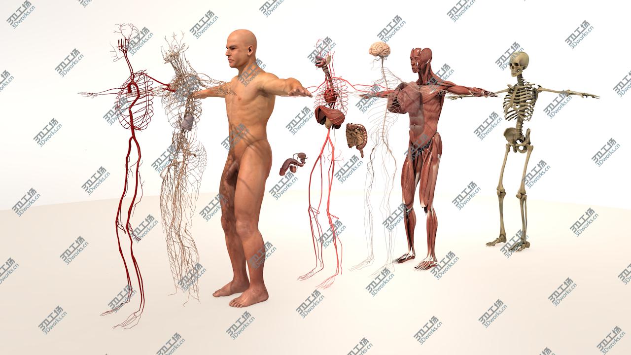 images/goods_img/20210313/3D model Complete Male Body Anatomy/1.jpg